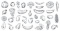 Sketched vegetables and fruits. Hand drawn organic food, engraving vegetable and fruit sketch vector illustration set Royalty Free Stock Photo