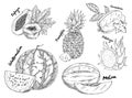 Sketched of watermelon and pitahaya fruits