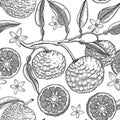 Sketched yuzu background with decorative fruit, leaves, branches, and flowers in engraving style. Hand-drawn citrus plant seamless