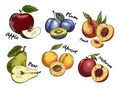 Sketches of apple and pear, plum, apricot fruits