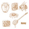 Sketches of bee and sunflower, honey spoon Royalty Free Stock Photo