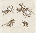 Sketches of beetles. Hand-drawn with ink i