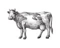 Sketches of cow drawn by hand. livestock. cattle. animal grazing Royalty Free Stock Photo