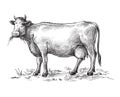 Sketches of cow drawn by hand. livestock. cattle. animal grazing Royalty Free Stock Photo