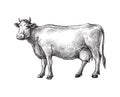 Sketches of cow drawn by hand. livestock. cattle. animal grazing Royalty Free Stock Photo