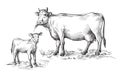Sketches of cows and calf drawn by hand. livestock. cattle. animal grazing