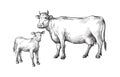 Sketches of cows and calf drawn by hand. livestock. cattle. animal grazing