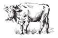 Sketches of cows drawn by hand