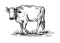 Sketches of cows drawn by hand Royalty Free Stock Photo