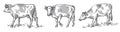 Sketches of cows drawn by hand Royalty Free Stock Photo