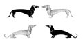 Collection of dachshund dogs hand drawing with black ink on a white background