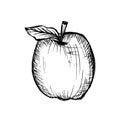 Sketches and engravings apples composition. Set of hand drawn apple. Vintage sketch style illustration.