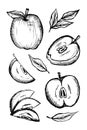 Sketches and engravings apples composition. Set of hand drawn apple. Vintage sketch style illustration.