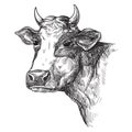 Sketches of face cow drawn by hand. livestock. cattle. animal grazing Royalty Free Stock Photo