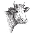 Sketches of face cow drawn by hand. livestock. cattle. animal grazing Royalty Free Stock Photo