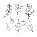 Sketches of flowers fuchsia by hand drawing. Fuchsia flowers and leaves vector on white background