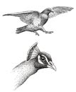 Sketches of flying pigeon and head of peacock