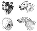 Sketches of heads dogs various breeds