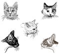 Sketches of heads various domestic cats