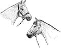 Sketches of heads white purebred harnessed horses