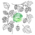 Sketches of hop plant. Hops vector set. Humulus lupulus illustration for packing, pattern, beer illustration.