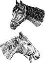 Sketches of the horses heads