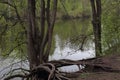 Sketches of the nature of the forest