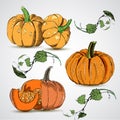 Sketches of orange vegetables. Vector illustration of the autumn harvest.