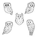 Sketches of owls on white background. Collection of birds in doodle style