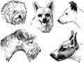 Sketches of the various dogs