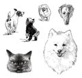 Sketches of various domestic dogs and cat