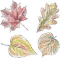 Sketches of various fall trees leaves painted with watercolor