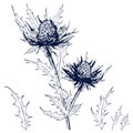 Sketchy blue thistle flowers.