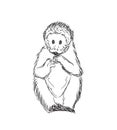 Sketchy Gorilla Vector Illustration Royalty Free Stock Photo