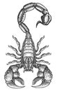 Scorpion isolated on white background. Sketchy illustration tattoo