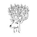 Skethcy of deer head.