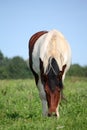 Skewbald horse at the pasture in summer Royalty Free Stock Photo