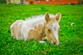 Skewbald foal