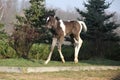 Skewbald foal running in outdoor