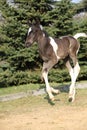 Skewbald foal running in outdoor