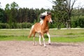 Skewbald horse galloping free at the pasture