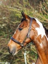 Skewbald Horse Headshot