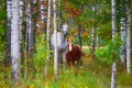 Skewbald horse and pony. Autumn park.