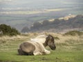 Skewbald horse, pony in the Dartmoor National Park, Devon, England, UK. Royalty Free Stock Photo