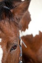 Skewbald Horse resting focus on the eye Royalty Free Stock Photo