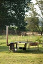 Skewers and grill on the grill. Barbecue and stove for outdoor cooking. Old wooden fence, rural recreation Royalty Free Stock Photo