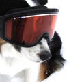 Ski Dog Royalty Free Stock Photo