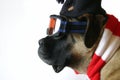 Ski Dog Royalty Free Stock Photo