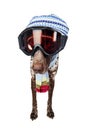 Ski dog Royalty Free Stock Photo