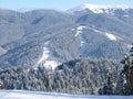 Ski pistes among the spruce forest in sunny day Royalty Free Stock Photo